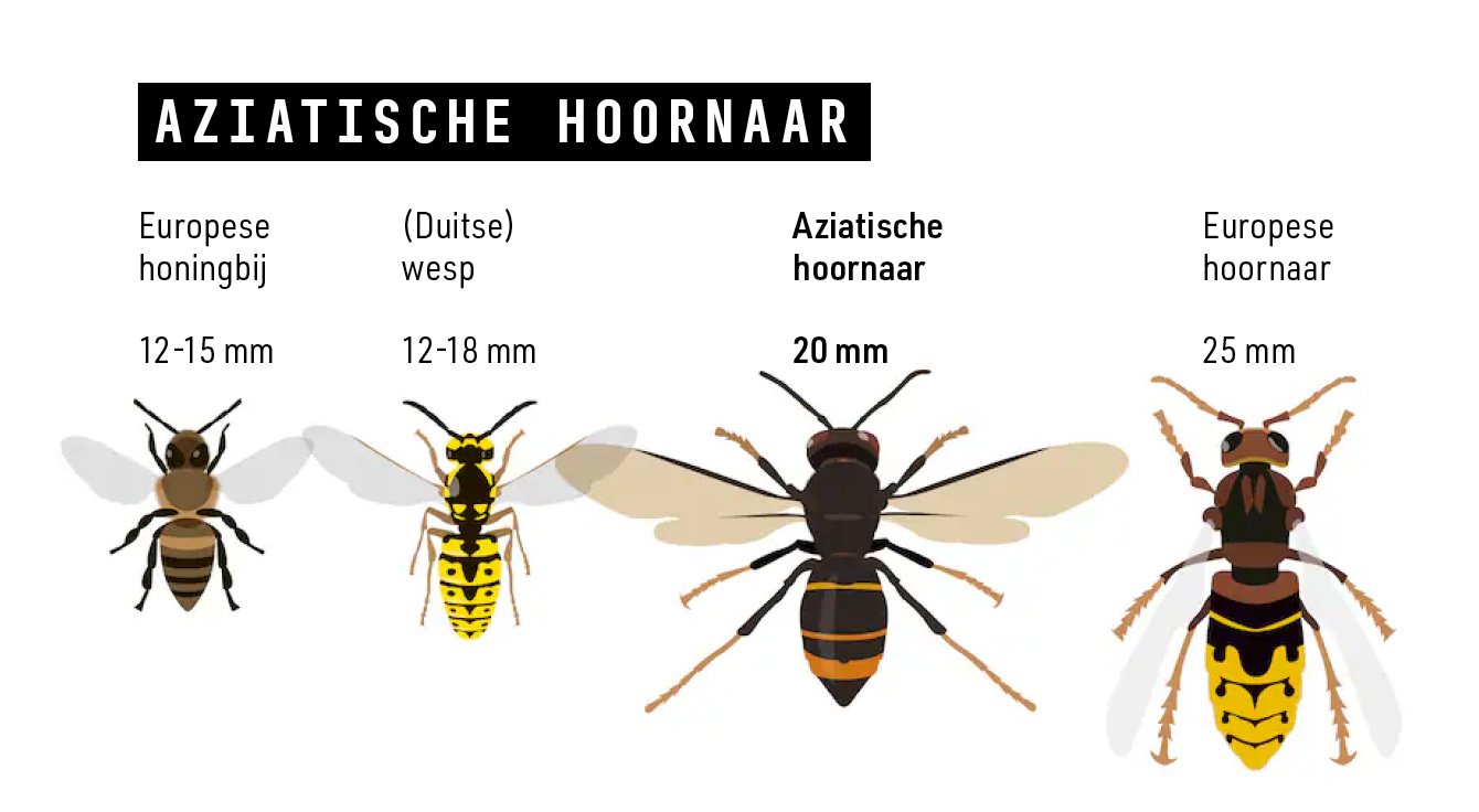 Aziatische hoornaar vergeleken met andere wespen