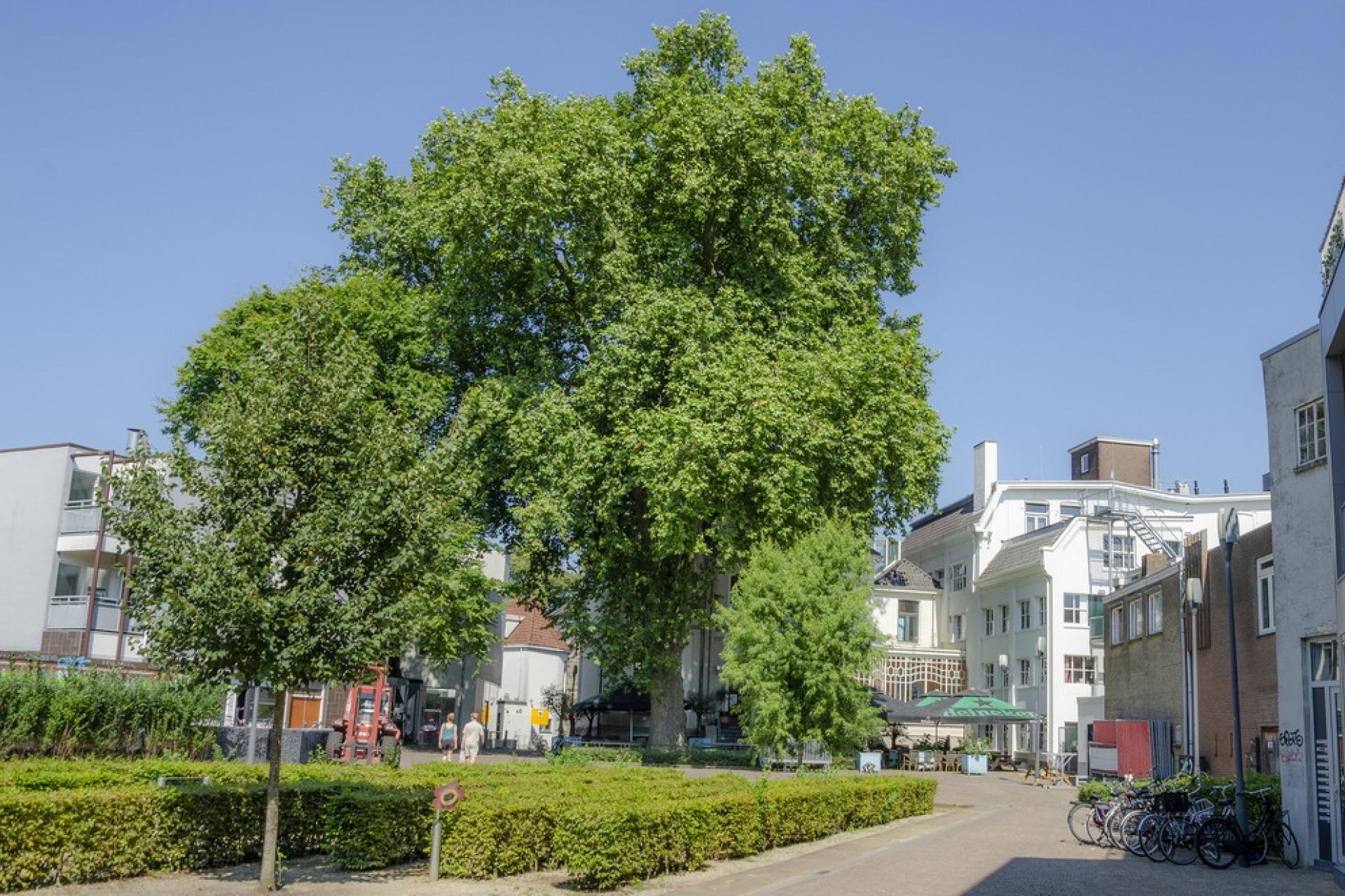 De plataan op de Klokkenplas